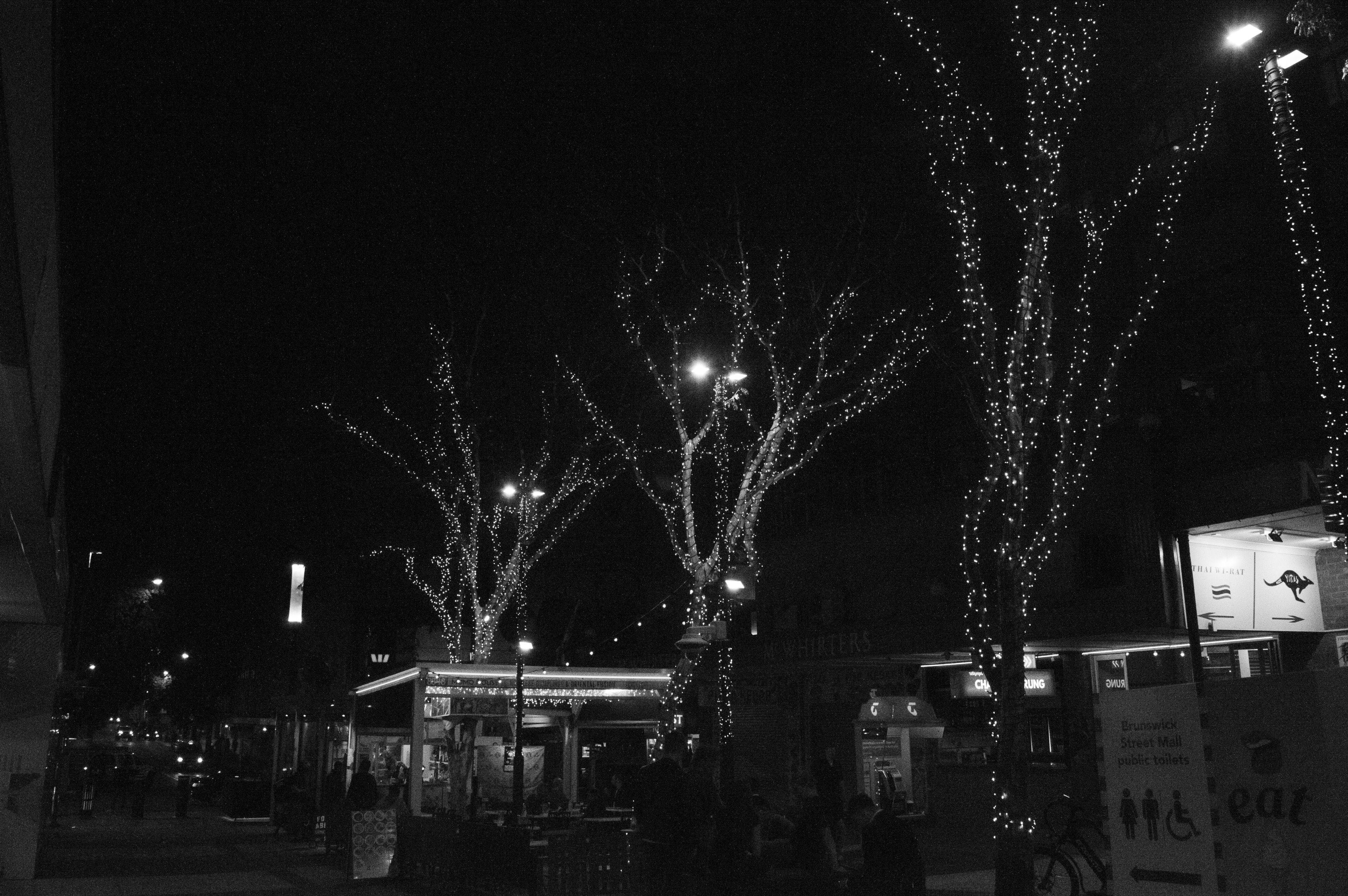 Nighttime tree lights along Brunswick Street
